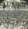 India: Jaipur, C1907. /N'Fearless Of Harm - Multitudes Of Pigeons In The Streets Of Jaipur, India.' Stereograph, C1907. Poster Print by Granger Collection - Item # VARGRC0323230