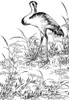 Crane. Poster Print by Granger Collection - Item # VARGRC0082343