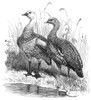 Upland Geese. /Nmale And Female Half-Bred Upland Geese. Line Engraving, 19Th Century. Poster Print by Granger Collection - Item # VARGRC0028575