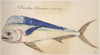 Dolphin, 1585. /Ncoryphaena Hippurus. Watercolor, C1585, By John White. Poster Print by Granger Collection - Item # VARGRC0043624