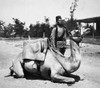 Sudan: Colonial Soldier. /Na Native Soldier Of The British Army In Sudan With His Camel. Photograph, Early 20Th Century. Poster Print by Granger Collection - Item # VARGRC0115588