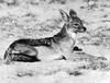 Jackal. /Nphotographed 20Th Century. Poster Print by Granger Collection - Item # VARGRC0100793