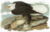 Audubon: Eagle. /Nbald Eagle (Haliaeetus Leucocephalus). Engraving After John James Audubon For His 'Birds Of America,' 1827-38. Poster Print by Granger Collection - Item # VARGRC0325707