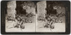 India: Monkeys, C1907. /N'Feeding The Sacred Monkeys At Benares, India.' Stereograph, C1907. Poster Print by Granger Collection - Item # VARGRC0323213