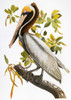 Audubon: Pelican. /Nbrown Pelican (Pelecanus Occidentalis), From John James Audubon'S 'Birds Of America,' 1827-1838. Poster Print by Granger Collection - Item # VARGRC0027612