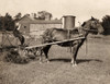 Hine: Mowing, 1915. /Nan Eight-Year Old Boy Driving A Horse Rake Used For Mowing Farmland, Western Massachusetts. Photograph By Lewis Hine, August 1915. Poster Print by Granger Collection - Item # VARGRC0131586