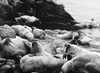 Walrus. /Nphotographed 20Th Century. Poster Print by Granger Collection - Item # VARGRC0100542