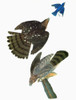 Audubon: Hawk. /Ncooper'S Hawk (Accipiter Cooperii). Engraving After John James Audubon For His 'Birds Of America,' 1827-38. Poster Print by Granger Collection - Item # VARGRC0325699