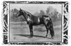 Racehorse, 1902. /Nrubinstein. American Racehorse. Illustration, 1902. Poster Print by Granger Collection - Item # VARGRC0370219