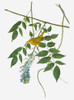 Audubon: Warbler. /Nyellow Warbler (Setophaga Petechia, Formerly Dendroica Petechia). Engraving After John James Audubon For His 'Birds Of America,' 1827-38. Poster Print by Granger Collection - Item # VARGRC0351663
