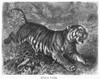 Bengal Tiger. /Nline Engraving, 19Th Century. Poster Print by Granger Collection - Item # VARGRC0101008