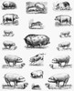 Swine, 19Th Century. /Nwood Engraving, 19Th Century. Poster Print by Granger Collection - Item # VARGRC0043925