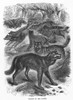 Wolves. /Nwood Engraving, 19Th Century. Poster Print by Granger Collection - Item # VARGRC0011970