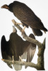 Audubon: Turkey Vulture. /Nturkey Vulture, Or Buzzard (Cathartes Aura), After John James Audubon For His 'Birds Of America,' 1827-1838. Poster Print by Granger Collection - Item # VARGRC0034576 Audubon: Turkey Vulture. /Nturkey Vulture, Or Buzzard (Cathartes Aura), After John James Audubon For His 'Birds Of America,' 1827-1838. Poster Print by Granger Collection - Item # VARGRC0034576