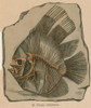 Prehistoric Fish, Platax altissimus Poster Print by Science Source - Item # VARSCIBW7039