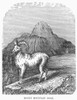 Rocky Mountain Goat. /Nthe Upper Missouri River Valley. Wood Engraving, 19Th Century. Poster Print by Granger Collection - Item # VARGRC0100693