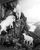 Mountain Goats. /Nnorth American Mountain Goats: Diorama From An American Museum, Photographed C1940. Poster Print by Granger Collection - Item # VARGRC0074419