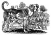 Dog: Mastiff. /Nwood Engraving, 1790, By Thomas Bewick. Poster Print by Granger Collection - Item # VARGRC0027747