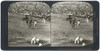 Spain: Bullfight, C1908. /N'The Bull Having Killed One Horse Now Charges And Gores Another, Bull Fight, Seville, Spain.' Stereograph, C1908. Poster Print by Granger Collection - Item # VARGRC0323712