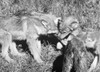 Tundra Wolf Pups. /Nphotographed 20Th Century. Poster Print by Granger Collection - Item # VARGRC0100763