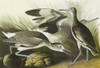 Audubon: Willet. /Nwillet (Tringa Semipalmata). Engraving After John James Audubon For His 'Birds Of America,' 1827-38. Poster Print by Granger Collection - Item # VARGRC0326796