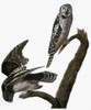 Audubon: Owl. /Nhawk Owl (Surnia Ulula), From John James Audubon'S 'The Birds Of America,' 1827-1838. Poster Print by Granger Collection - Item # VARGRC0007743