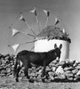 Mykonos: Windmill. /Na Donkey With Its Legs Tied Standing Before A Windmill On The Island Of Mykonos, In The Cylcades, Greece. Photograph By John Van Rolleghem, Mid 20Th Century. Poster Print by Granger Collection - Item # VARGRC0173297