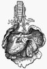 Human Heart, 1543. /Nwoodcut From The Sixth Book Of Andreas Vesalius' 'De Humani Corporis Fabrica,' Published In 1543 At Basel, Switzerland. Poster Print by Granger Collection - Item # VARGRC0029409