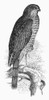 Sharp-Shinned Hawk. /Nline Engraving, 19Th Century. Poster Print by Granger Collection - Item # VARGRC0100445
