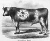 Cattle, 19Th Century. /Nan Ayrshire (Dairy) Bull. Line Engraving, American, 19Th Century. Poster Print by Granger Collection - Item # VARGRC0033291