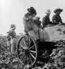 Texas: Cotton, 1936. /Nmigrant Workers Picking Cotton In South Texas. Photograph By Dorothea Lange, August 1936. Poster Print by Granger Collection - Item # VARGRC0123133