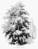 Botany: Ash Tree. /Nfrasinus Excelsior. Wood Engraving, 19Th Century. Poster Print by Granger Collection - Item # VARGRC0057699
