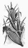 Botany: Corn. /Nwood Engraving. Poster Print by Granger Collection - Item # VARGRC0090941