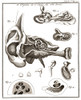 Organs of the Ear, 1744 Poster Print by Science Source - Item # VARSCIJB5448