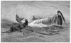 Lancing A Whale. /Nwood Engraving, American, 1874. Poster Print by Granger Collection - Item # VARGRC0101883 Lancing A Whale. /Nwood Engraving, American, 1874. Poster Print by Granger Collection - Item # VARGRC0101883