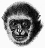 Gibbon. /Nwood Engraving, 19Th Century. Poster Print by Granger Collection - Item # VARGRC0101808