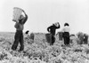 Pea Pickers, 1939. /Nmigrant Pea Pickers On A Farm Near Calipatria, California. Photograph By Dorothea Lange, February 1939. Poster Print by Granger Collection - Item # VARGRC0123481