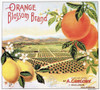 Crate Label, 20Th Century. /Norange Blossom Brand Oranges From California. Poster Print by Granger Collection - Item # VARGRC0090796