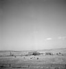 Texas: Cattle Ranch, 1943. /Ncattle Ranch In Codman, Texas. Photograph By Jack Delano, March 1943. Poster Print by Granger Collection - Item # VARGRC0370535
