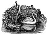 Swan. /Nwood Engraving, English, Early 19Th Century. Poster Print by Granger Collection - Item # VARGRC0034386