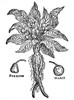 Botany: Mandrake, 1581. /Nwoodcut From Matthaeus Lobelius'S, 'Plantarum Seu Stirpium Icones.' Poster Print by Granger Collection - Item # VARGRC0076412
