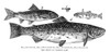 Trout, 1868. /N'The Trout At Various Ages.' Engraving, 1868. Poster Print by Granger Collection - Item # VARGRC0267433