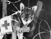 Rin-Tin-Tin (1916-1932). /Namerican Canine Actor. Still From Find Your Man, 1924, Starring June Marlowe. Poster Print by Granger Collection - Item # VARGRC0068218
