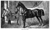 Horse In Stable. /Na Brougham Horse In Its Stable. Line Engraving, English, 1875. Poster Print by Granger Collection - Item # VARGRC0051480