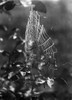 Spider Web. /Nphotographed 20Th Century. Poster Print by Granger Collection - Item # VARGRC0100506