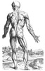 Vesalius: Muscles, 1543. /Nwoodcut From The Second Book Of Andreas Vesalius' 'De Humani Corporis Fabrica,' Published In 1543 At Basel, Switzerland. Poster Print by Granger Collection - Item # VARGRC0003481