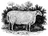 Sheep, 1798. /Nteeswater Improved Breed. Wood Engraving, 1798, By Thomas Bewick. Poster Print by Granger Collection - Item # VARGRC0079655
