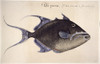 Trigger-Fish, 1585. /Nbalistes Vetula: Watercolor, C1585, By John White. Poster Print by Granger Collection - Item # VARGRC0043733