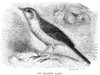 Meadow Lark. /Nwood Engraving, 19Th Century. Poster Print by Granger Collection - Item # VARGRC0028567