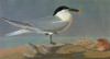 Audubon: Tern. /Nsandwich Tern (Thalasseus Sandvicensis, Or Sterna Sandvicensis). Engraving After John James Audubon For His 'Birds Of America,' 1827-38. Poster Print by Granger Collection - Item # VARGRC0350509